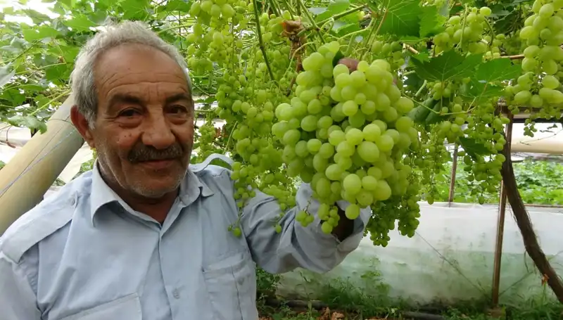 Zirai Don, Meyve Fiyatlarını Yükseltmeye Devam Ediyor: İlk Ürünler 250 TL İle Satılıyor!