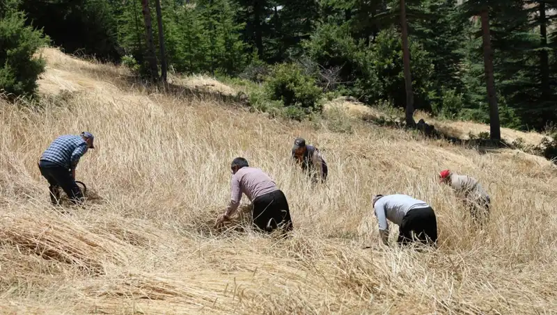 Geleneksel Yöntemlerle Hasat Dönemi: Ellik ve Orakla Tarım Hayatı