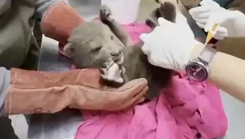 Karabük’te Şaşırtıcı Bir İkili: Yavru Bozayı ve Kurtuluş Mücadelesi