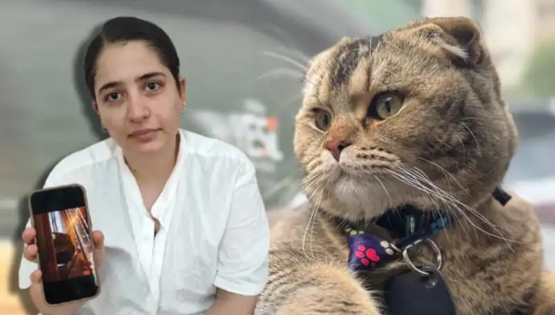 Bu Evliliğin Geleceği Kedinin Kararına Bağlı: Mesele Nedir?