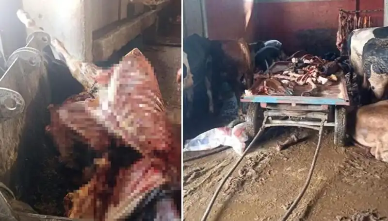 Adana'da Şok Olay: 2,5 Ton At Eti ve Hayvan Kurtarma Operasyonu