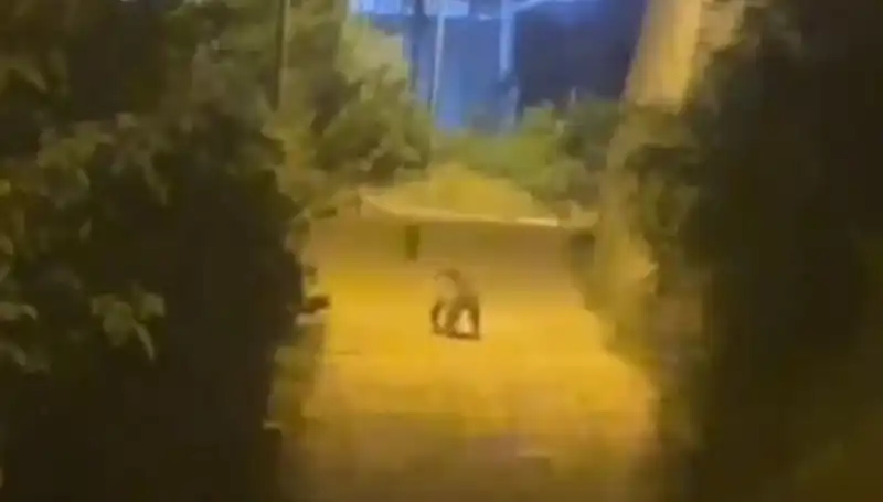 Gümüşhane’nin Merkezinde Ayı Panik Yaratıyor: Vatandaşlar Şaşkına Döndü!