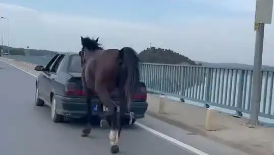Adana'da Ata Eziyet Eden Kişiye Sıkı Takip: Tutuklama Gerçekleşti