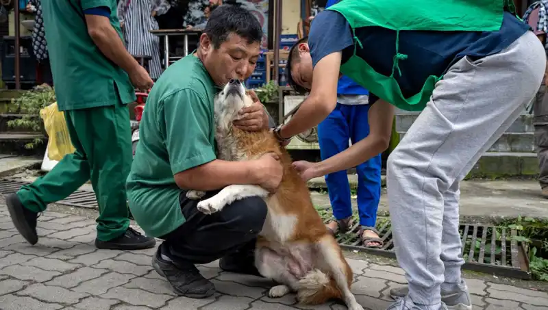 Filipinler'de Kuduz Alarmı: 2024 Yılında 426 Ölüm Vakası Kaydedildi