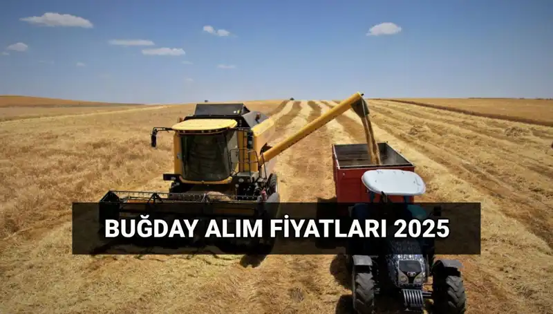 Hububat Alım Ücretleri ve 2025 Buğday Fiyatları Hakkında Son Gelişmeler