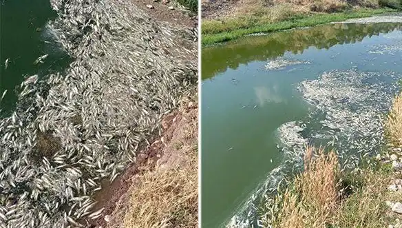 Karasu Çayı’nda Gizemli Balık Ölümleri: Uzmanlar İnceleme Başlattı