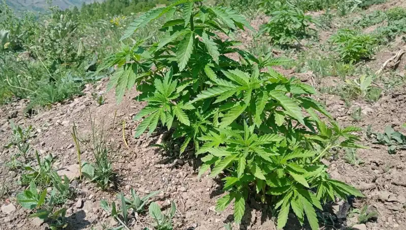 Bingöl'de Üretim Yapılan Kenevir ve Kaçak Tütün Ele Geçirildi!