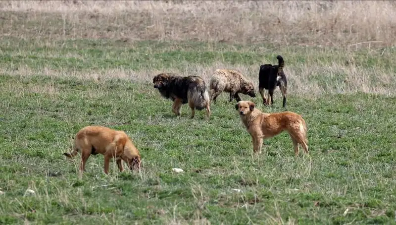 Ankara'da Sahipsiz Köpekler için Tarihi Ceza Kararı Alındı