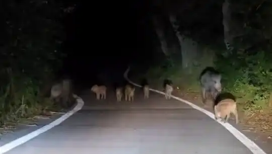 Elazığ'da Akşam Saatlerinde Domuz Sürüsü Yola Çıktı, Aşırı Trafik Yoğunluğu Oluştu!