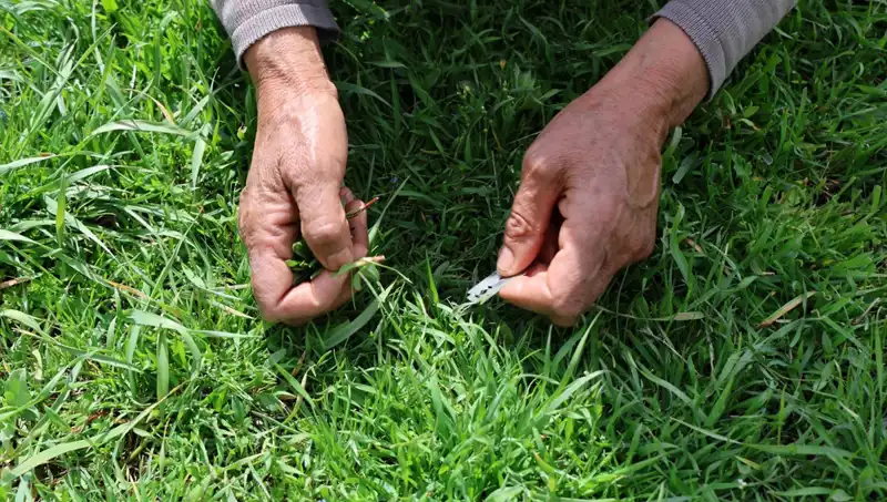 Gribe İyi Gelen Şifalı Bitki: Doğanın Mucizesi Elle Toplanıyor
