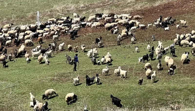 Çoban Krizi Büyüyor: 70 Bin Lira Maaşla Çalışmayı Redden Nedenleri Neler?
