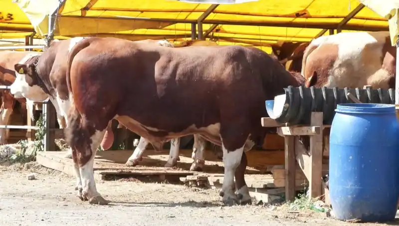 Kurban Pazarlarında Hareketlilik: Alıcılar ve Satıcılar Bir Araya Geliyor
