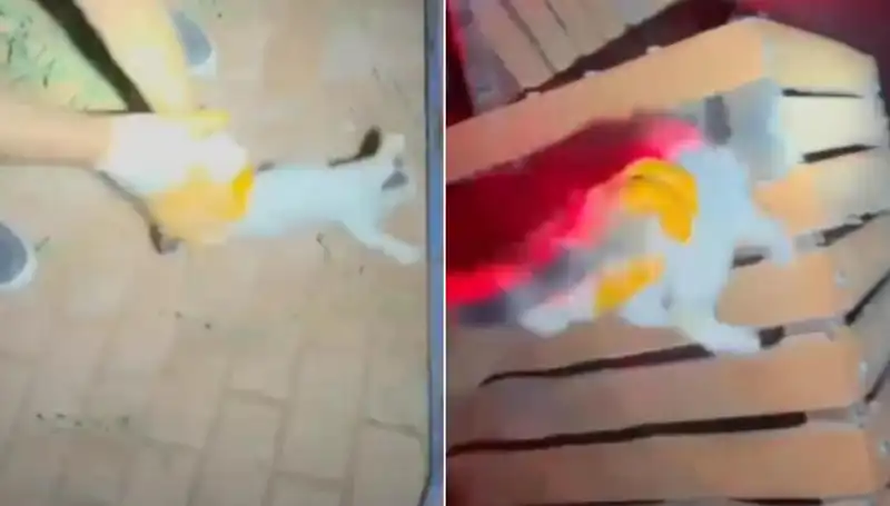 Gece Yarısı İtfaiyeden Kedi Kurtarma Operasyonu: Hayvan Severler İçin Bir Kahramanlık Hikayesi
