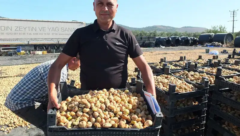Balıkesir'de Hasat Sezonu: İhracatta Çin ve Rusya Hedefinde