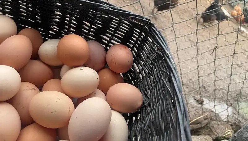 Okulların Açılmasıyla Yeni Dönemde Protein Krizi Çözülüyor