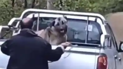 Trabzon’da Canilik: Bir Köpeği Halatla Döven Şahıs Gözaltına Alındı