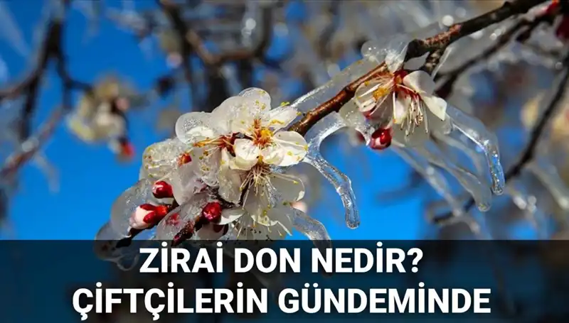 Zirai Don Olgusunun Çiftçiler Üzerindeki Etkisi ve Devlet Destekleri