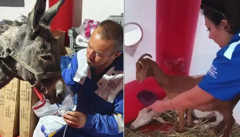 Yangın Kurtulan Eşeğe Uygulanan Oksijen Maskesi Tedavisi Hayvanseverleri Harekete Geçirdi
