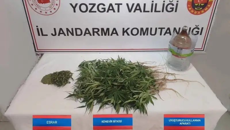 Yozgat’ta 40 Kök Kenevir Ele Geçirildi: Uyuşturucu İle Mücadelede Büyük Başarı