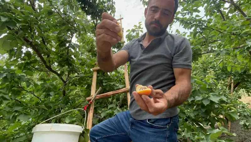 50 TL ile 70 TL Arasında Satılan Fıstıklı Tatlıların Eşsiz Lezzeti