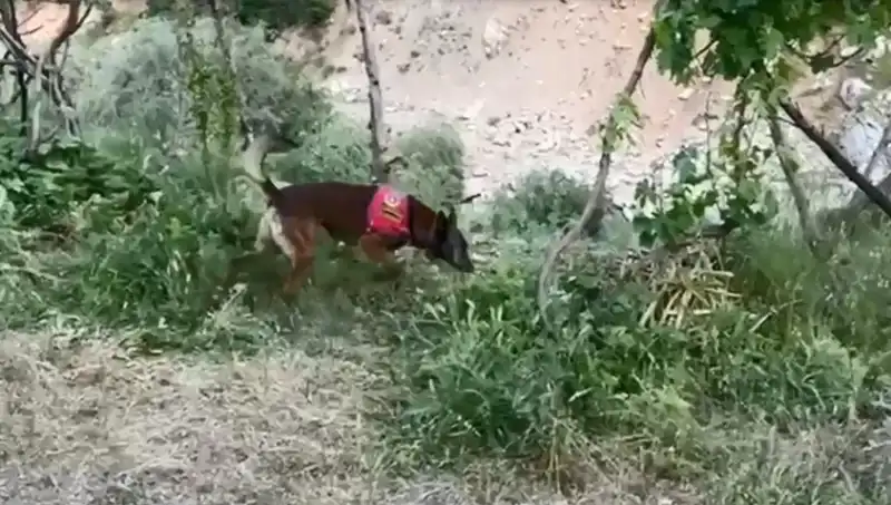 Dere Kenarındaki Gizemli Esrar: Dedektör Köpeği Suç Lanetini Ortaya Çıkardı