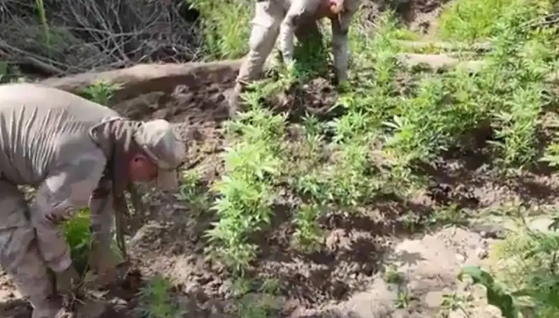 Diyarbakır’da Tarihi Kenevir ve Skunk Ele Geçirildi, Uyuşturucu Operasyonları Hız Kesmeden Devam Ediyor