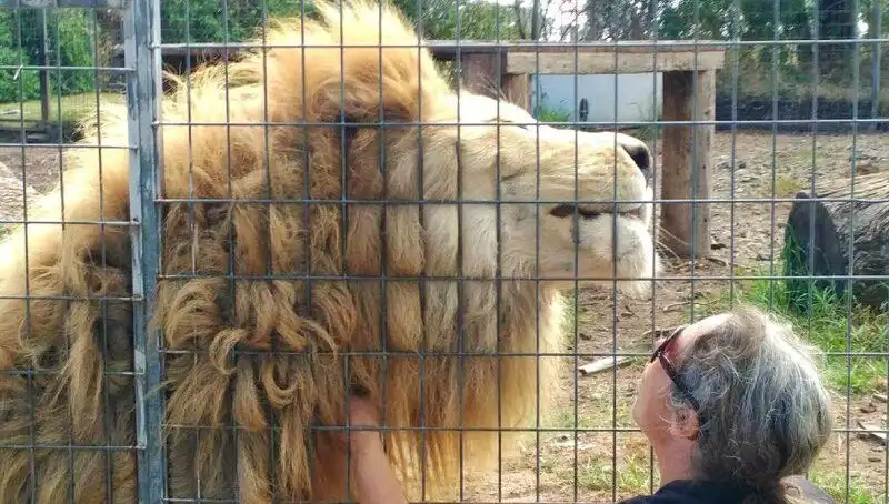 Avustralya'da Bir Aslan Kadının Kolunu Kafesten Kaptı!