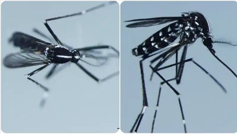 Chikungunya Virüsü Hakkında Bilmeniz Gerekenler: Belirtileri ve Yaygın Olduğu Ülkeler
