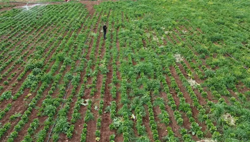 Kuraklık Marul Hasadını Olumsuz Etkiledi: Çiftçiler Ne Yapacak?