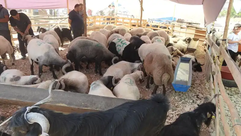 Kurban Bayramı'nın İlk Günü: Hayvan Pazarları Ziyaretçi Akınına Uğradı