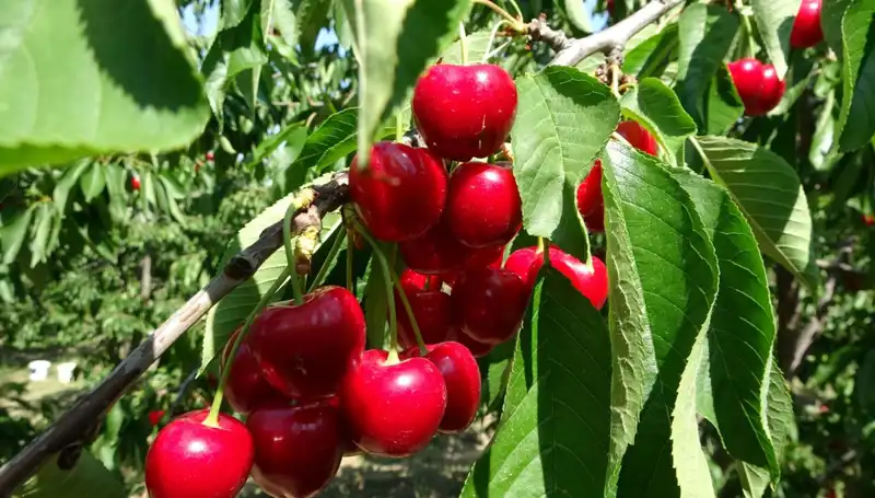 Çay Bardağına Sığmayan Hasat: Yıldız Çayları Sektörü Beklentileri Aşacak