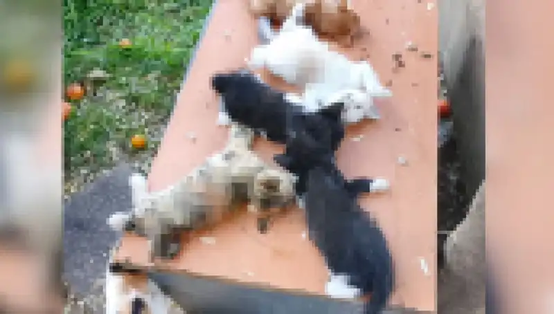 Bursa’da Yavru Kedi Katliamı: Sekiz Kedi Kesici Aletle Canından Edildi