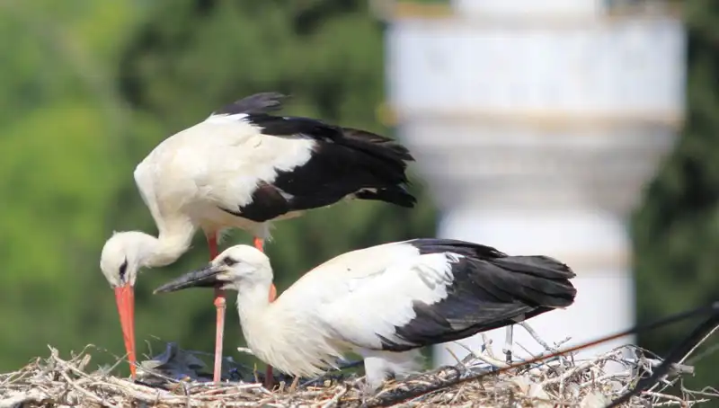 Yaren Leyleği Kıskandıran Leylek Köyü: 8 Kat Fazla Uvaya Sahip