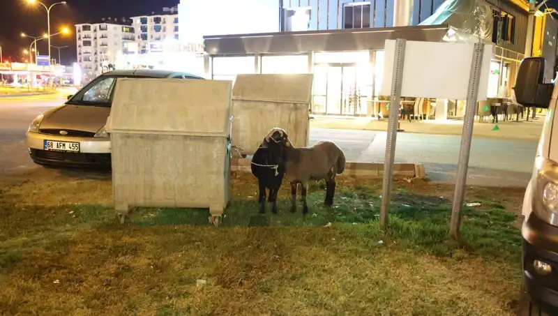 Mor Karaman Koyunları: Kaderine Terk Edilen Bir Irk'ın Hikayesi