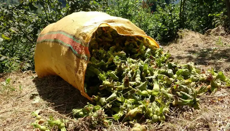Giresun’da Fındık Hasadı Başladı: Çiftçilerin Yüzü Güldü!