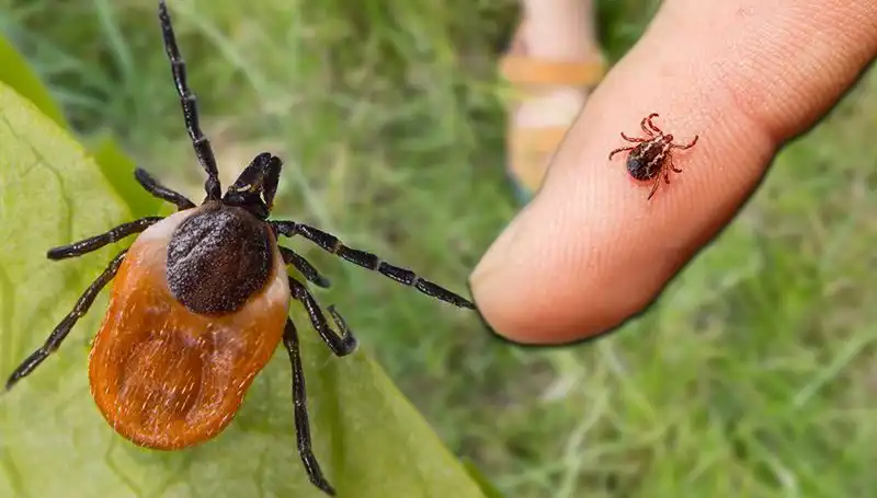 Kene Isırmasında Bilinmesi Gereken Her Şey: Önlem ve Tedavi Yöntemleri