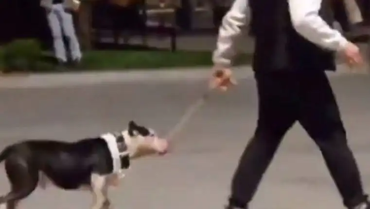 Ağızlıksız Pitbull'un Saldırısı: Sahiplerine Kesilen Para Cezası Gündemde