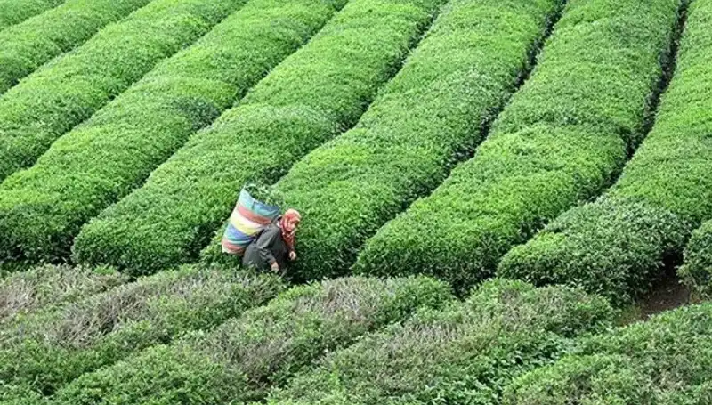 ÇAYKUR, Bayramda da Yaş Çay Alımına Kesintisiz Devam Edecek!