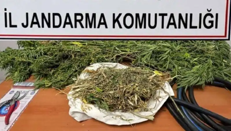 Niğde'de Yapılan Büyük Uyuşturucu Operasyonu: 15 Kilo Esrar Ele Geçirildi