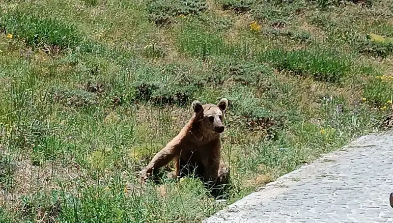 Nemrut Dağı'na Gidenlere Boza İle İlgili Önemli Uyarılar