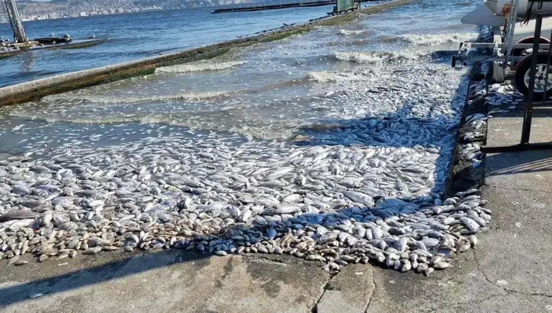 İzmir Körfezi’nde Temizlik Seferberliği: Denizin Mavisi Geri Dönüyor!