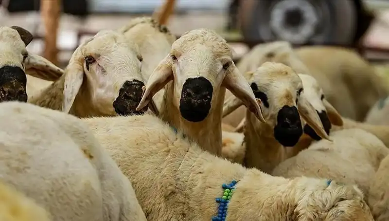 Kurban Bayramı 2025: Kurban Kesmek Farz mı? Merak Edilen 10 Soru