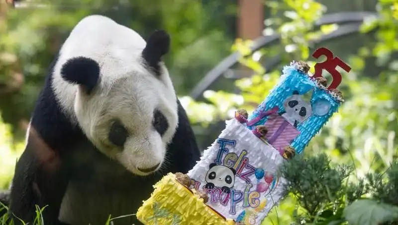 Dev Panda Xin Xin, 35 Yaşında! Kutlamaların Ve Anların Ardından Kalan Hikaye