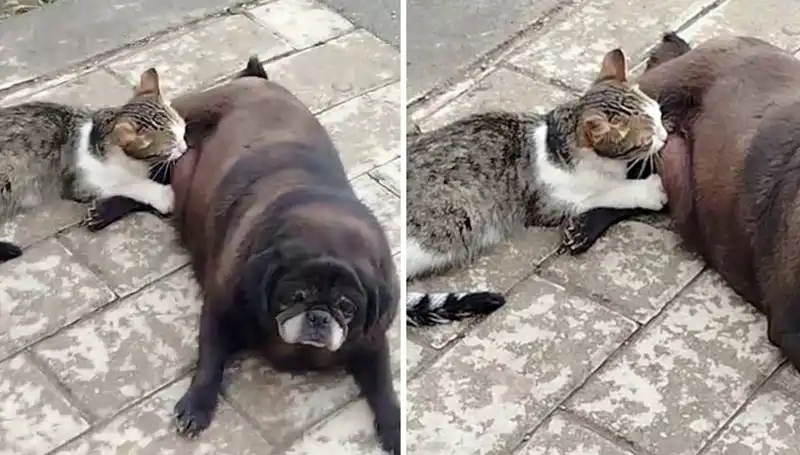 Erzurum'da Sıcak Anlar: Köpek ve Kedi Arasındaki Sert Bağ