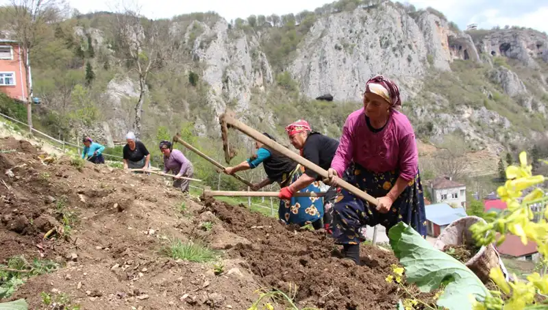 Zorlu Mesai Başladı: Sırtlarında Sepet, Ellerinde Kazma Olan İşçiler Coşku ile Çalışıyor