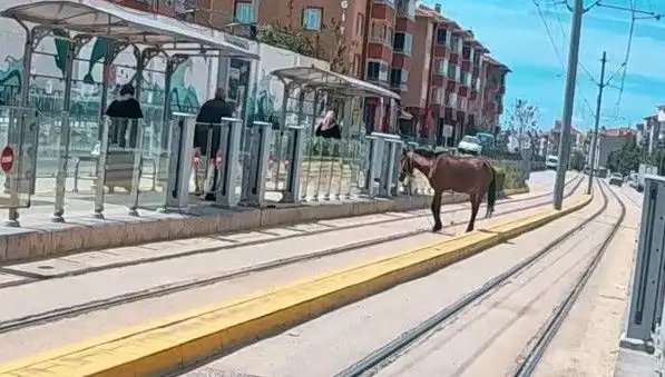 Eskişehir’de Tramvay Raylarında Baş Belası: Başboş Atın Gizemi Ne?
