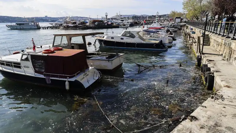 İstanbul Sularında Müsilaj Alarmı: Korkuları Yeniden Kıyamet mi?