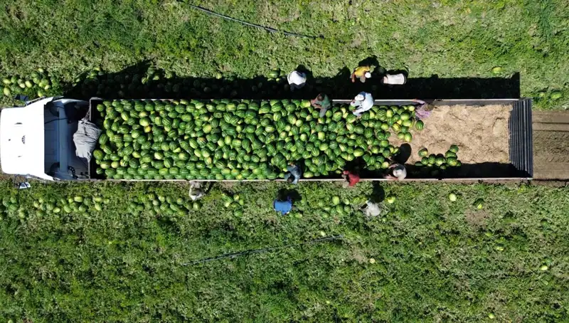 Bafra Ovası’nda Karpuz Rekoltesi Rekor Kırıyor: 94 Bin 500 Ton Bekleniyor