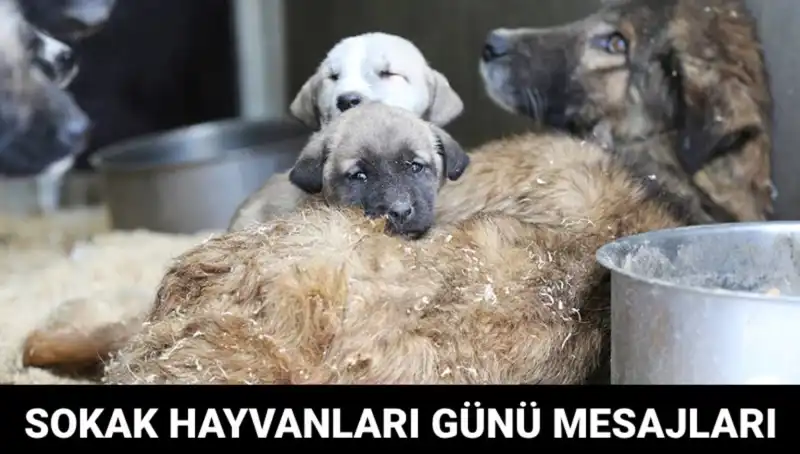 Dünya Sokak Hayvanları Günü: Duyarlılığı Artırmak İçin Ne Zaman Kutlanıyor?