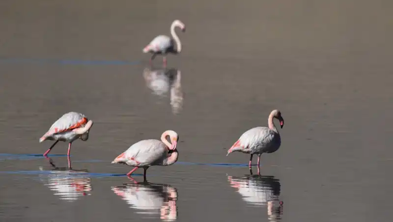 Kuş Cenneti Kuraklıkla Yüzleşiyor: Flamingo Popülasyonu Düşüşte!
